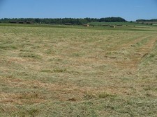 Photo A1 Grass becoming hay Kingham The grass has been cut and is drying c2010