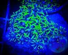 SAF~Green Star Polyp Coral Frag Plug “WYSIWYG” GSP, Soft Corals, reef, Live