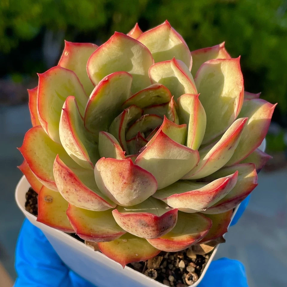 Rare Succulent Echeveria Pulidonis Fully Rooted Live Plant Decor Gift 3.5-Inch - Image 2 of 4