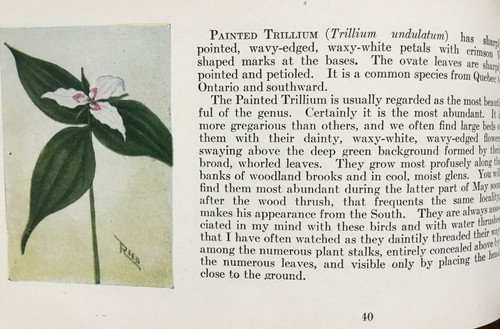 Flower Guide WILD FLOWERS EAST OF ROCKIES /Chester Reed 1927 Little Old Book - Imagen 8 de 8