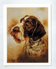German Wirehaired Pointer Head Notecard Set -...