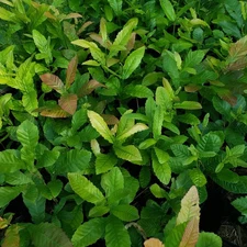 Sawtooth Oak, 2 year live tree seedling (Quercus altissimus)