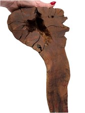 Manzanita Root Slice / Burl Wood 12  x 7  x 6  Unique shape
