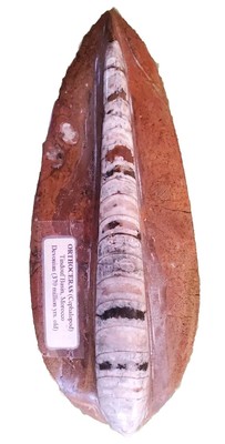 POLISHED ORTHOCERAS CEPHALOPOD FOSSIL Morocco Devonian Age 7.5''