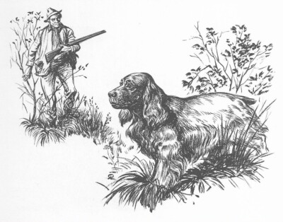 SUSSEX SPANIEL - CUSTOM MATTED - Dog Art Print - 1964