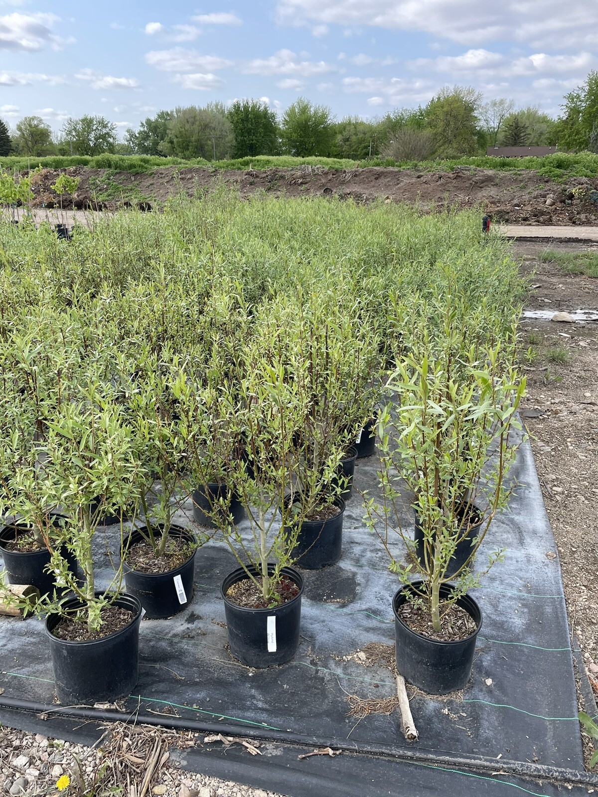 Established Austree Hybrid Willow Tree 4-5' Potted Fast Growing 6'-10 ...