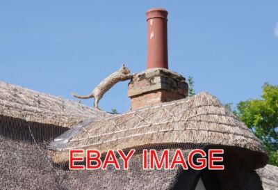 FOTO LINTON STROHKATZE AUF REET DER KAMMSTROH DIESES REETGEDECKTEN HAUSES WURDE NEU