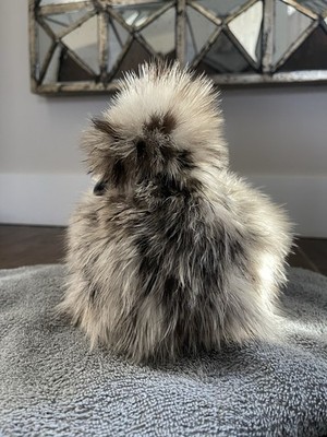 12 Silkie Chicken Hatching Eggs