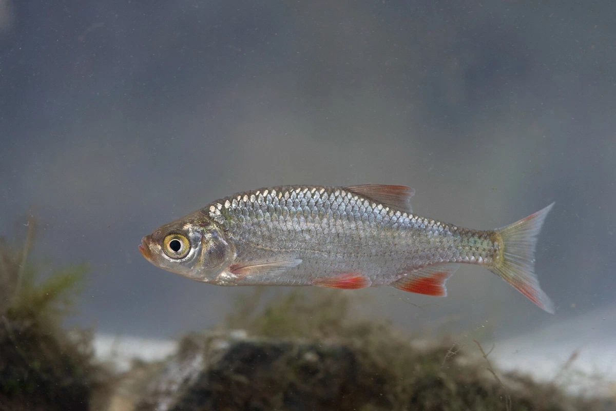 Red fin fish deals