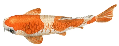 Koi Carp Fish Pond Self Adhesive Vinyl Sticker