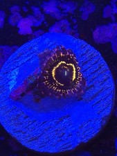 Stratosphere Single Zoa almost WYSIWYG Live coral frag Lps Sps