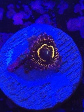 Stratosphere Single Zoa WYSIWYG Live coral frag Lps Sps