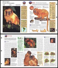 Fold-Out Sheet - Golden Lion Tamarin - 60