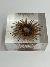 Vintage Real Sea Urchin in Clear Resin Paperweight Display Specimen Marine Decor