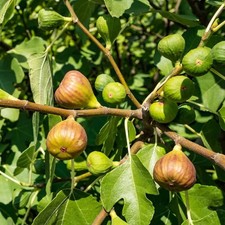 Ficus carica 'Terza' - Figuier - Figue parfumée