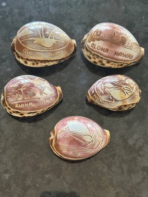 Vintage Aloha Hawaii Engraved Tiger Cowrie Shell Lot 5 Cypraea Tigris Souvenir