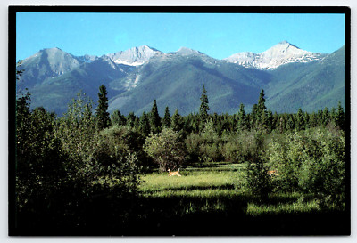 Whitetail Deer Play Hide N Seek Postcard Swan Range Montana Wilderness Area