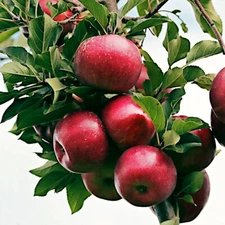 Paradise Apple Tree Seeds (Malus p.) "Red Delicious" Hardy-3 Garden Fruit Plant
