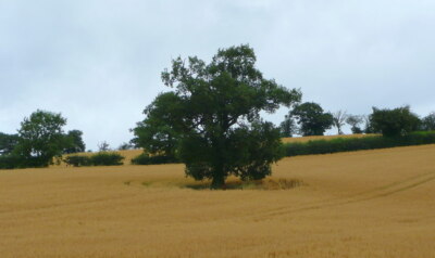 Photo 6x4 Oak and oats Pencombe Arable land to the north of the road to W c2008