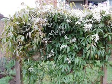 1 Pianta di CLEMATIDE ARMANDII (PIANTA SEMPREVERDE) Arbusto Fiorito Vaso 16Cm