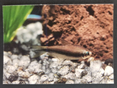 Emperor Tetra 1990's Tropical Fish Card #66 (NM)