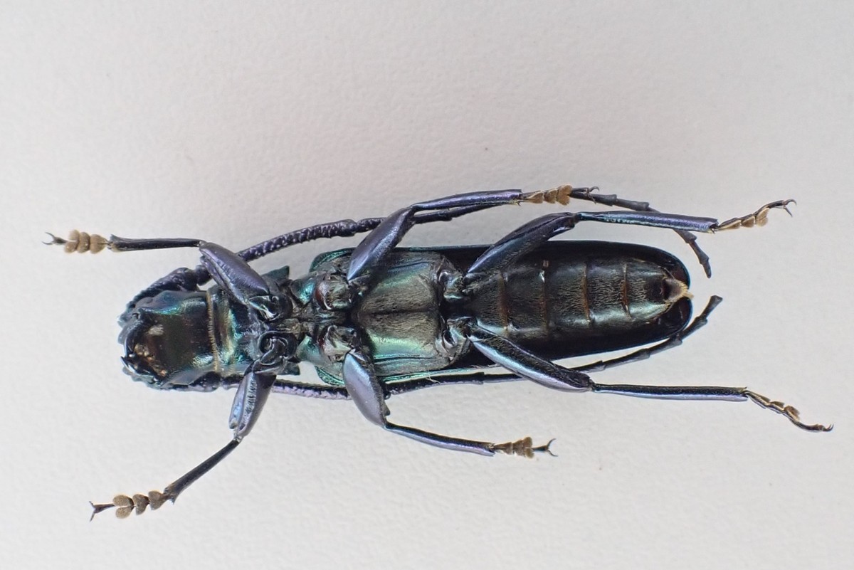 D68821. Insects, Beetles. Cerambycidae sp. Vietnam North. A- | eBay