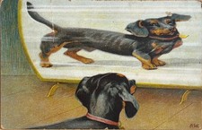 Dachshund Dackel Teckel funhouse mirror A. Weczerzick Old Dog PC 1911
