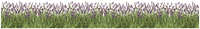 Wandsticker Wandtattoo BordüRe Wandaufkleber Lavendel BlüTen Blumen