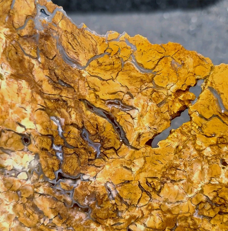 rawk11: Hampton Butte Petrified Wood Lg thin slab-Brecciated Jasper+Agate!