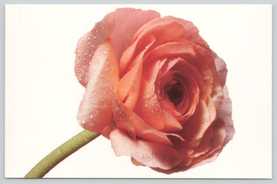 Postcard Droplets on Roses 2003 Abbott Laboratories Diabetes Health Connection