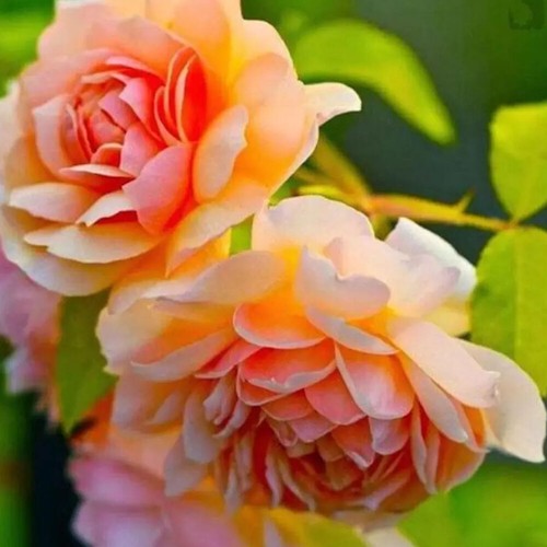 Persistent in all Seasons Garden Plant Flower Easy to Plant Peony S-e-eds Garden - Picture 9 of 12