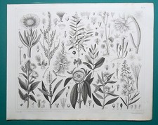 BOTANY Flowers Cactus Primrose Marigold Cajeput Allspice - 1844 Botanical