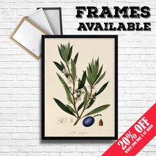 Póster OLIVO Vintage Comida Arte de Pared Impresión Hogar Cocina Pub B&B HOTEL Decoración