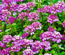 700x Candytuft Iberis Umbellata Dwarf Fairy Mixed Seeds - Fragrant