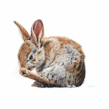 Baby Rabbit 1 by Esther van Hulsen Forest Wildlife Nature Fine Art Print 13x19