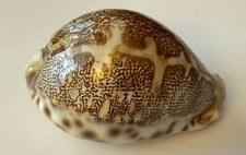 coquillage Cypraea Mappa