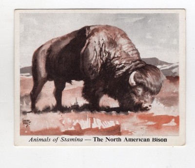 Animals of Stamina, Australia #10 The North American Bison