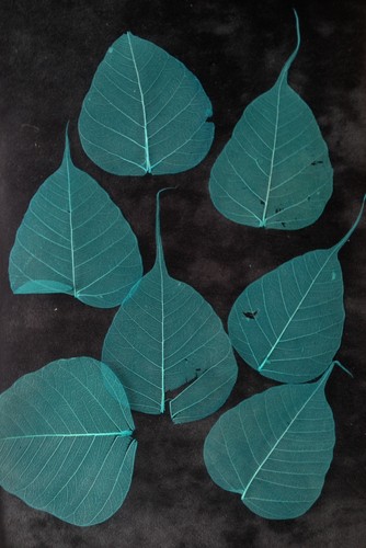 25 leaves Fall Orange Peach po bo Pho Banyan skeleton leaf see through veins Lge - Picture 5 of 5