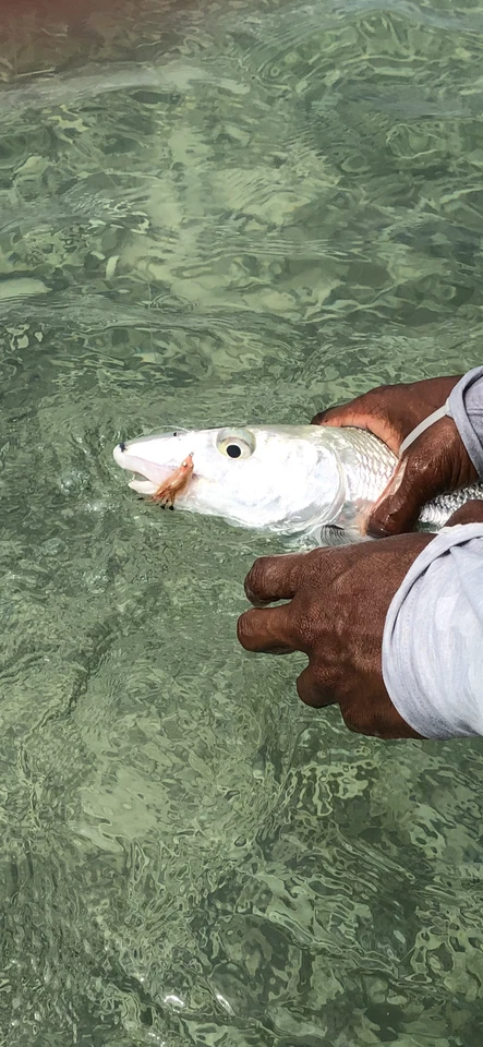 Petersons нерест креветки костяной рыбы (4 мухи) размер 2, 4 или 6 - Gamakatsu крючки! - Изображение 2 из 2