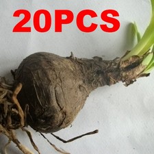 20X Red Spider Lily Seeds Lycoris Radiata Flower Garden Plant Decoration Seed