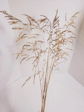 Dried Wild Oats Grass Bunch: Rustic Floral Arrangement Stems