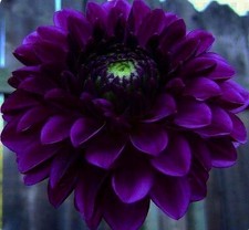 Pre-Order Dahlia Deepest Purple Tuber Garden Flowers, Pollinator
