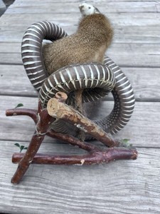 Cobra Mongoose | eBay
