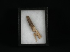 A Chumash carving from Frank Latta collection, American Indian stone Artifact