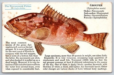 Red Grouper Fish Percomorph Fishes Series No. 6 Dear Doctor c1910 Postcard