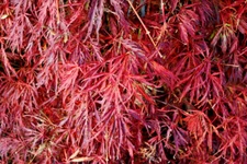 15 GREEN HORNET JAPANESE MAPLE SEEEDS - Acer palmatum 'Green Hornet'