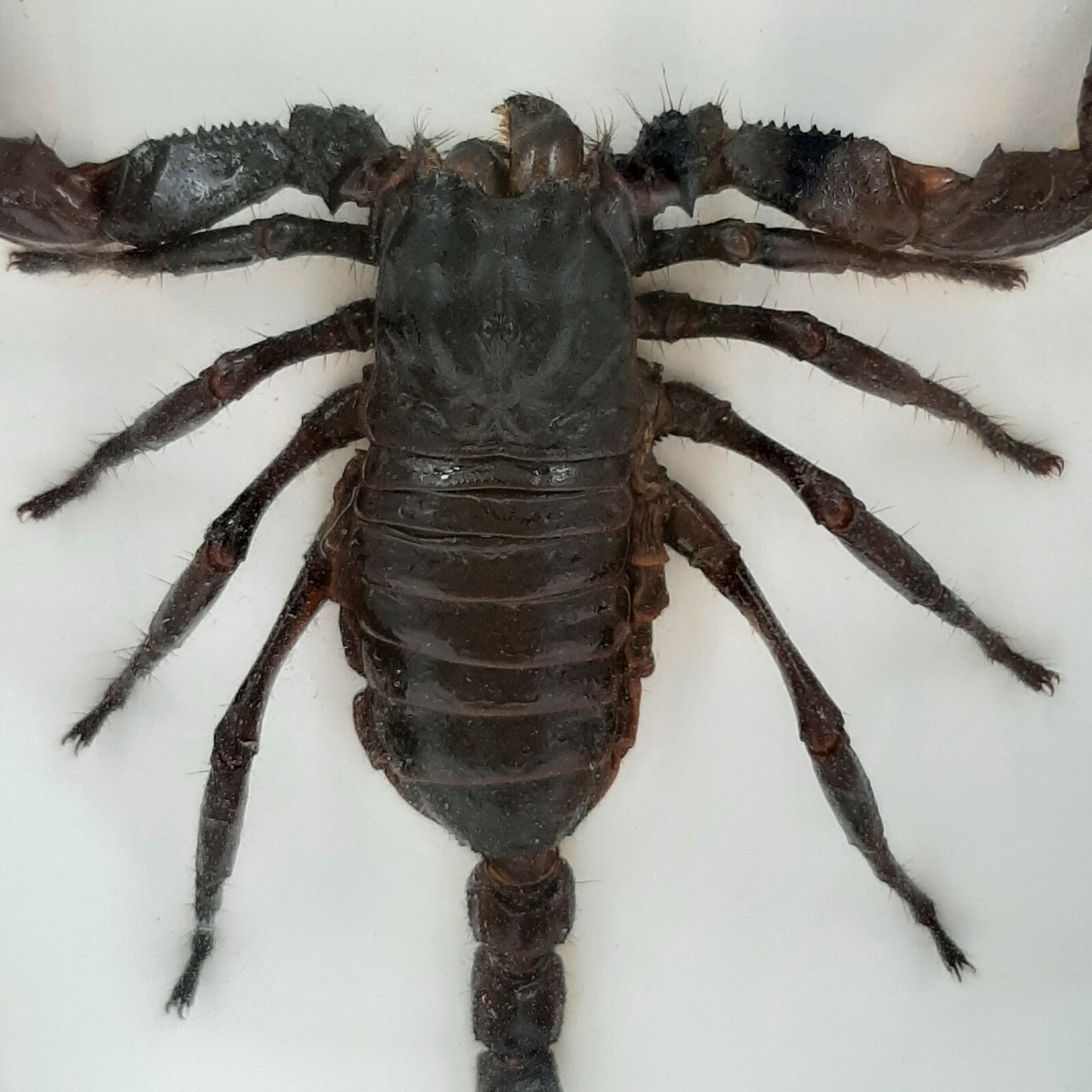 サソリ標本　scorpion　palaneus fulvipes Huge real scorpion - Palamnaeus fulvipes - in 3D black box