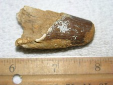 Dinosaur fossil tooth Spinosaurus Cretaceous Era bigger 2 inch long A16