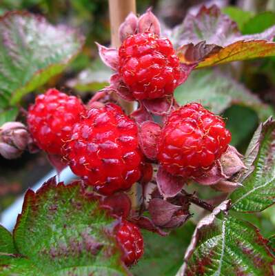 Brombeere 'Dorman Red'
