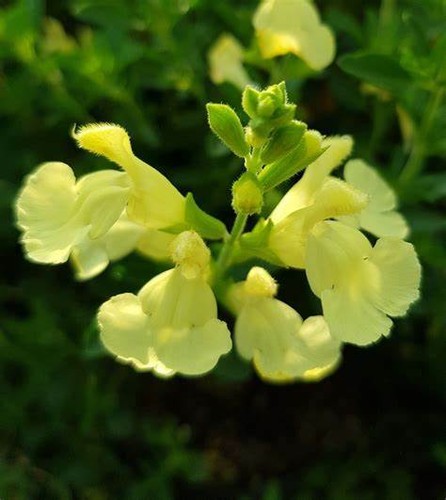 PERENNIAL SALVIA PLUG PLANTS PICK + MIX PAY ONLY ONE POSTAGE COST MIXED FLOWERS - Picture 31 of 88